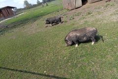 IMG-20220415-WA0057