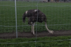 IMG-20220415-WA0066